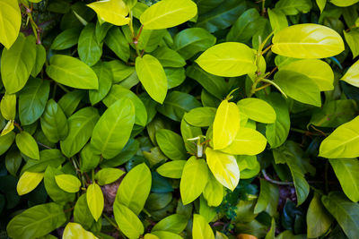 Full frame shot of yellow flowering plants