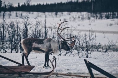 Side view of deer during winter