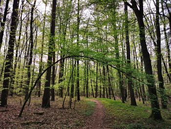 Trees growing in forest