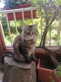 Portrait of cat sitting in yard