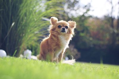 Dog on grass