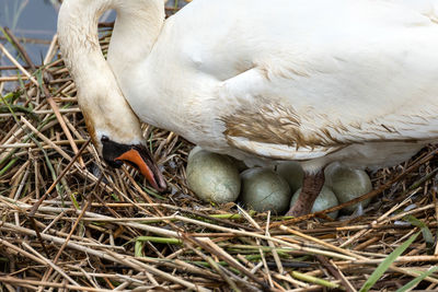 Close-up of birds in nest