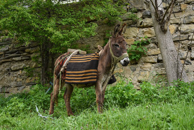 View of a horse on field