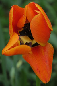 Close-up of orange flowering plant