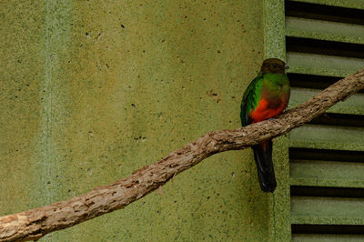 Close-up of parrot perching on tree