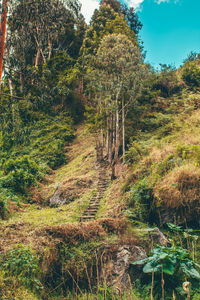 Trees growing in forest