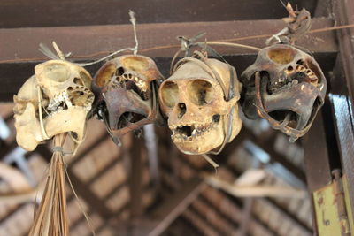 Close up of skulls hanging on doorway