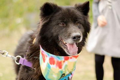 Close-up of dog