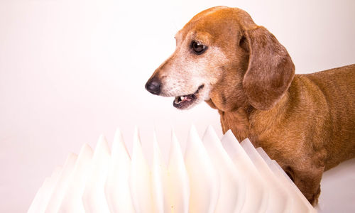 Close-up of dog over white background