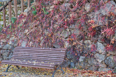 Empty bench in park during autumn