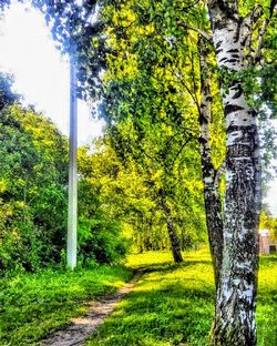 Road amidst trees in forest