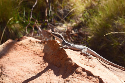 Close-up of lizard on rock