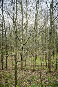 Bare trees in forest