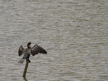 Bird flying over lake