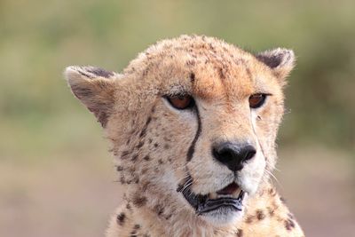 Close-up portrait of lion