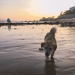 Dog walking on beach against sky during sunset