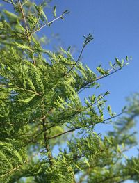 Low angle view of tree against sky