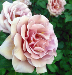 Close-up of pink rose blooming outdoors