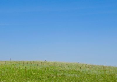 Scenic view of field against clear blue sky