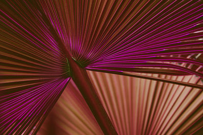 Closeup nature view of palm leaves background, dark purple tone concept.