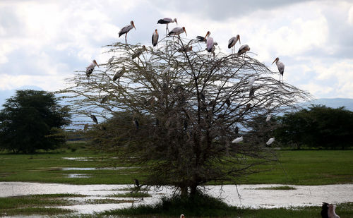 View of birds on land against sky