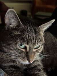 animal
