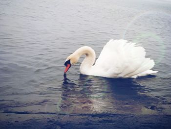 Swan floating on a lake