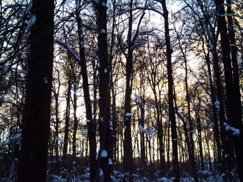 Low angle view of trees against sky