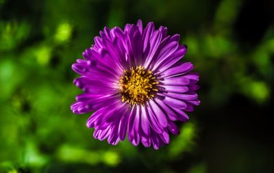 Close-up of purple daisy flower