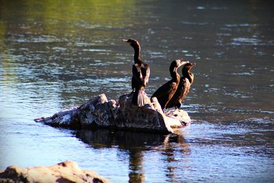 Two swans swimming in lake