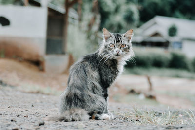 Portrait of a cat on field