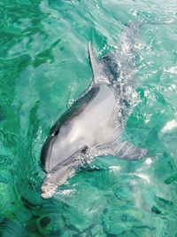 High angle view of dolphin swimming in sea