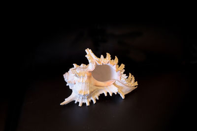 Giant murex shell hexaplex fulvescens isolated on a black background.