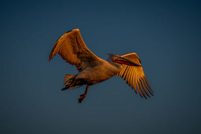 Low angle view of bird flying against clear sky