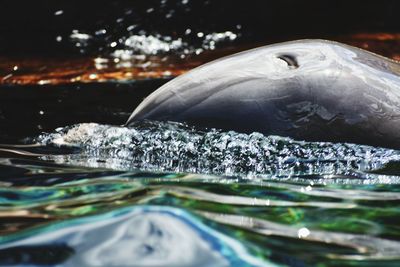 Close-up of fish swimming in sea