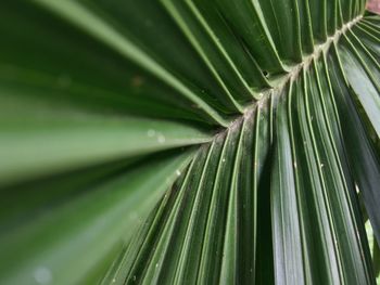 Full frame shot of palm leaves