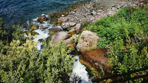 High angle view of moss growing on rock by river
