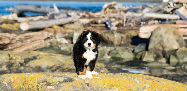 Dog standing on rock by water