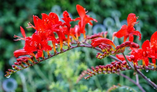 Close-up of red flowers blooming outdoors