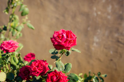 Close-up of pink rose blooming outdoors