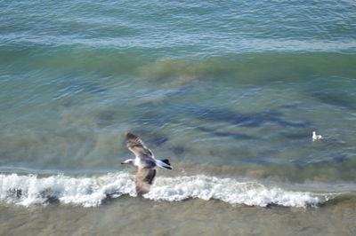 Bird swimming in sea