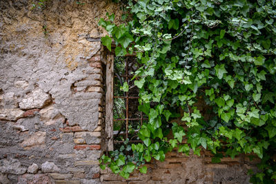 Close-up of ivy growing on wall