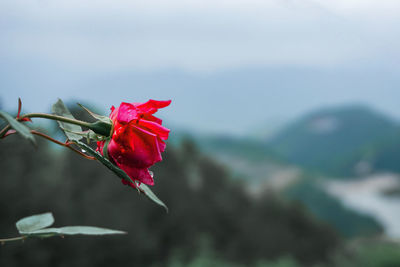 Close-up of red rose flower