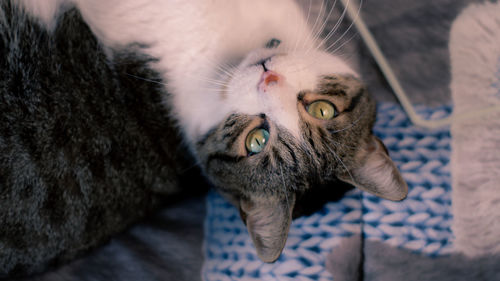 Close-up of cat lying on floor