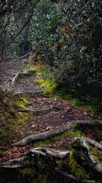 Plants growing on land in forest