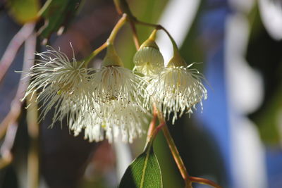 Close-up of plant