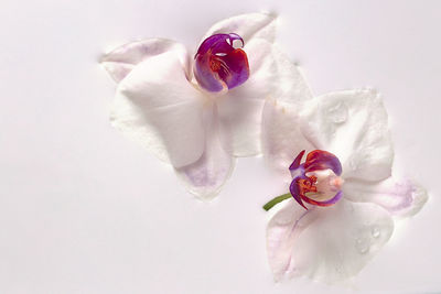 Close-up of pink roses against white background