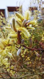 Close-up of flowering plant