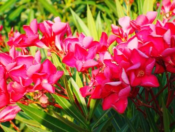 Close-up of pink flowers