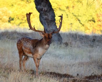 Deer standing on field